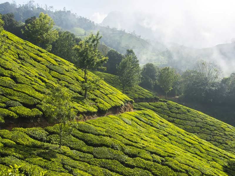 Tea Garden Dharamshala